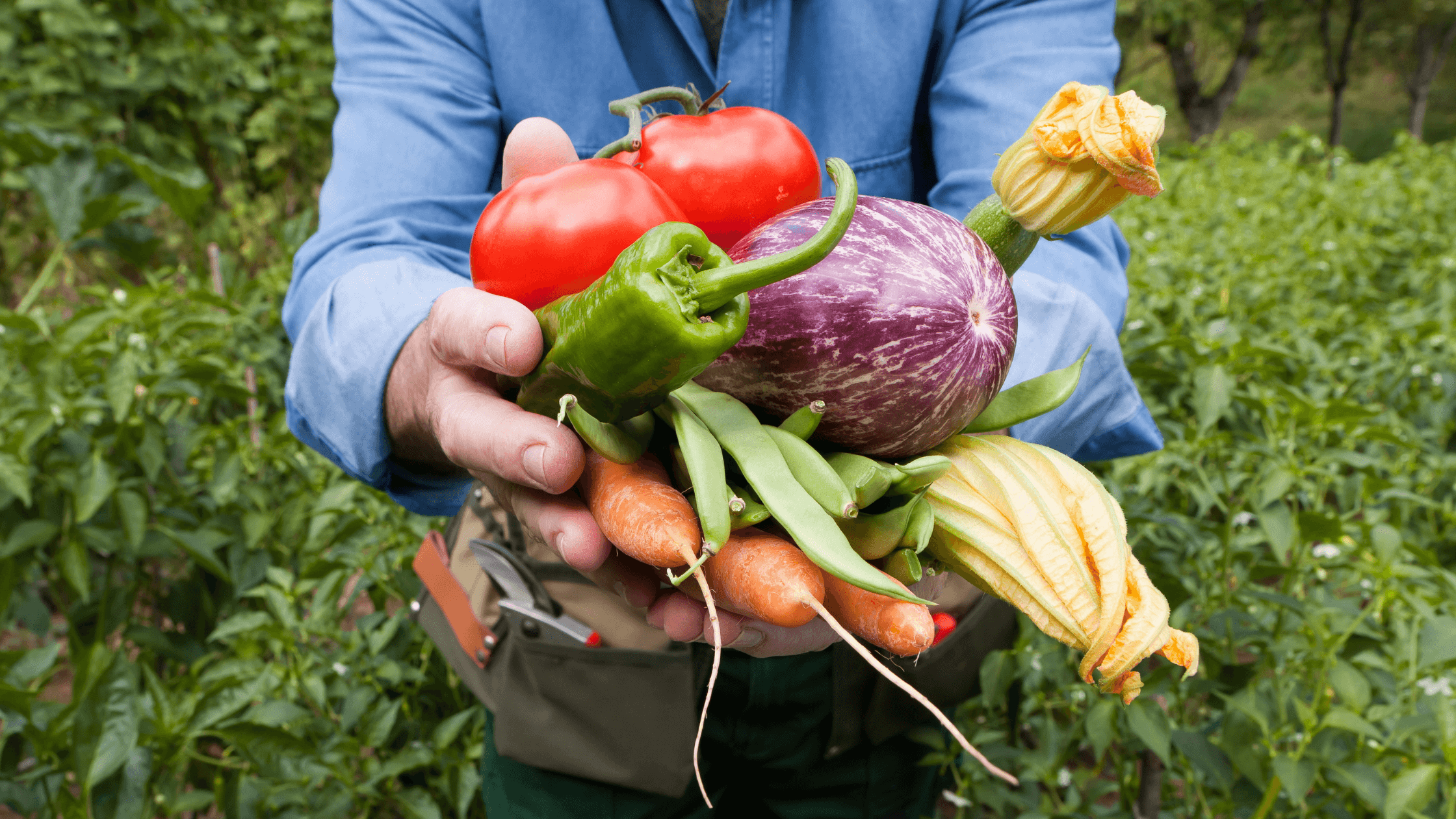 特定技能「農業」で雇用する3つの方法